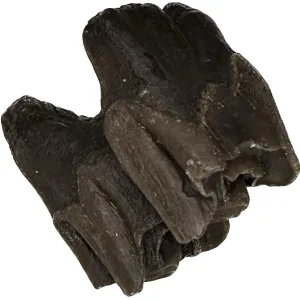 Fossil Bison Tooth – Florida Prehistoric Online