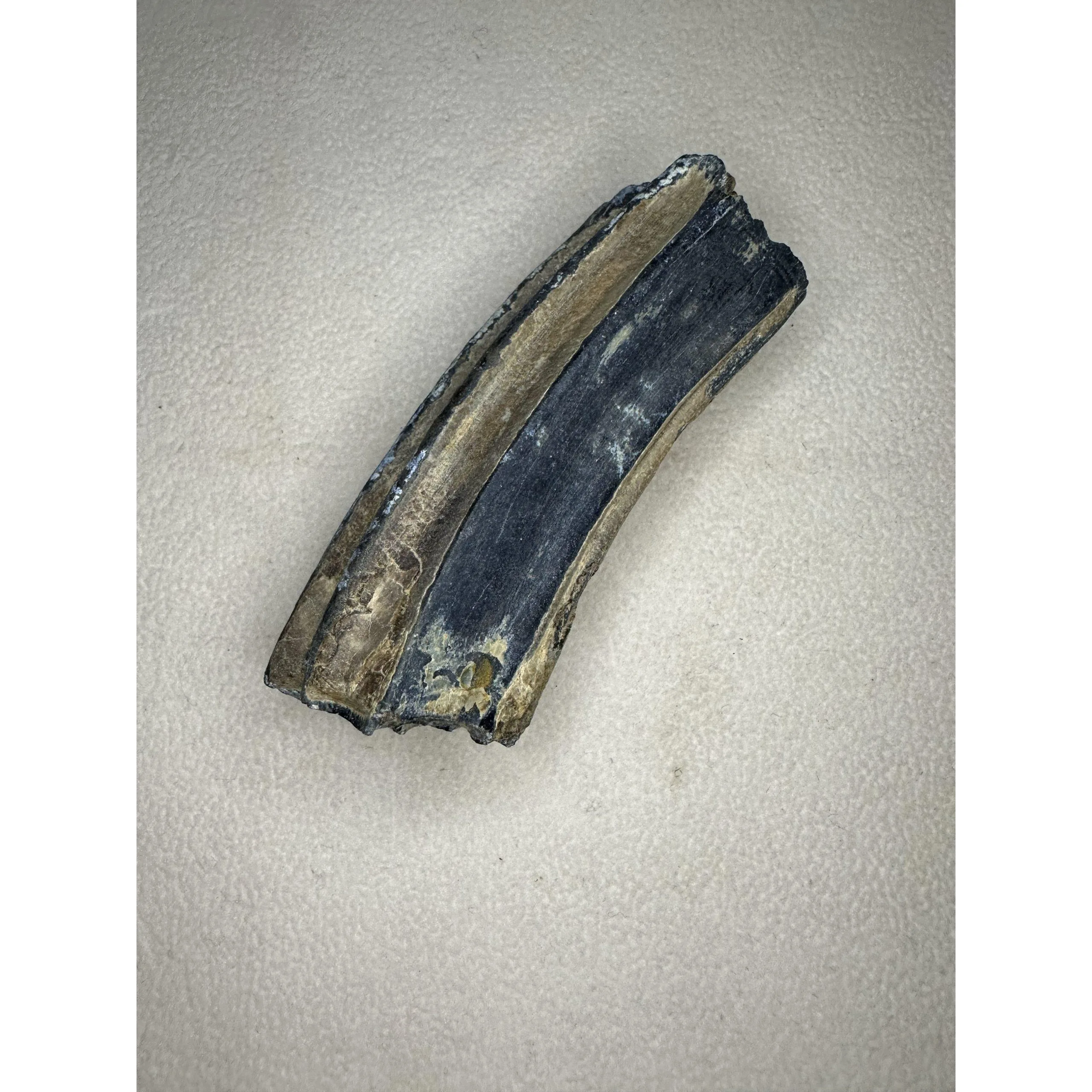 Fossil Horse Tooth – Florida, near perfect ice age molar Prehistoric Online