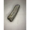 Fossil Horse Tooth – Florida, near perfect ice age molar Prehistoric Online