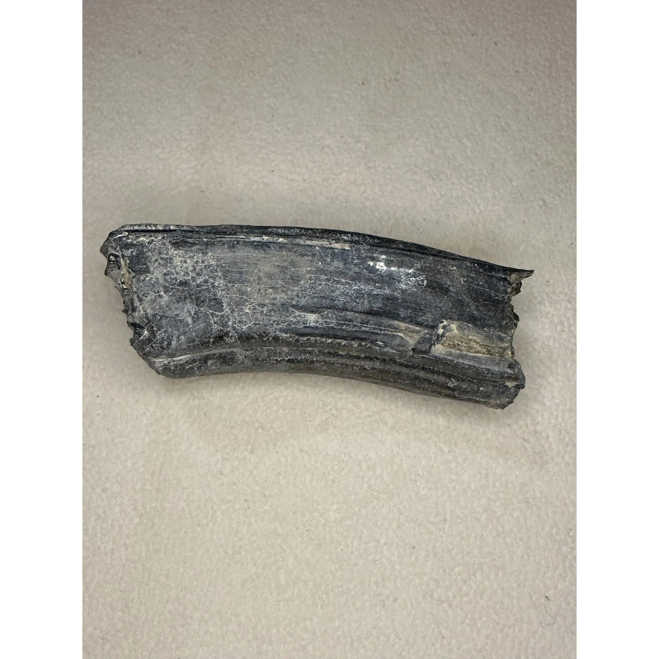 Fossil Horse Tooth – Florida, AA grade Iceage molar Prehistoric Online