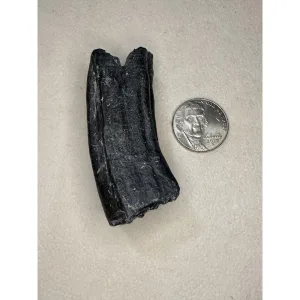 Fossil Horse Tooth – Florida Prehistoric Online