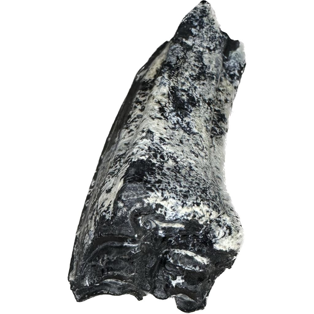Fossil Horse Tooth – Florida, detailed Molar crown Prehistoric Online