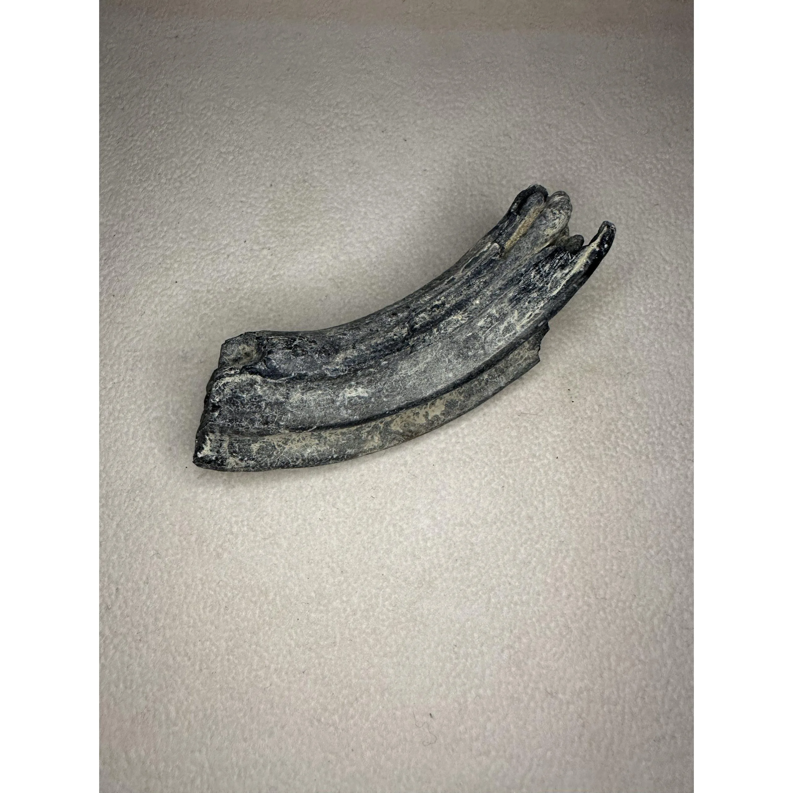 Fossil Horse Tooth – Florida, fine detailed molar Prehistoric Online