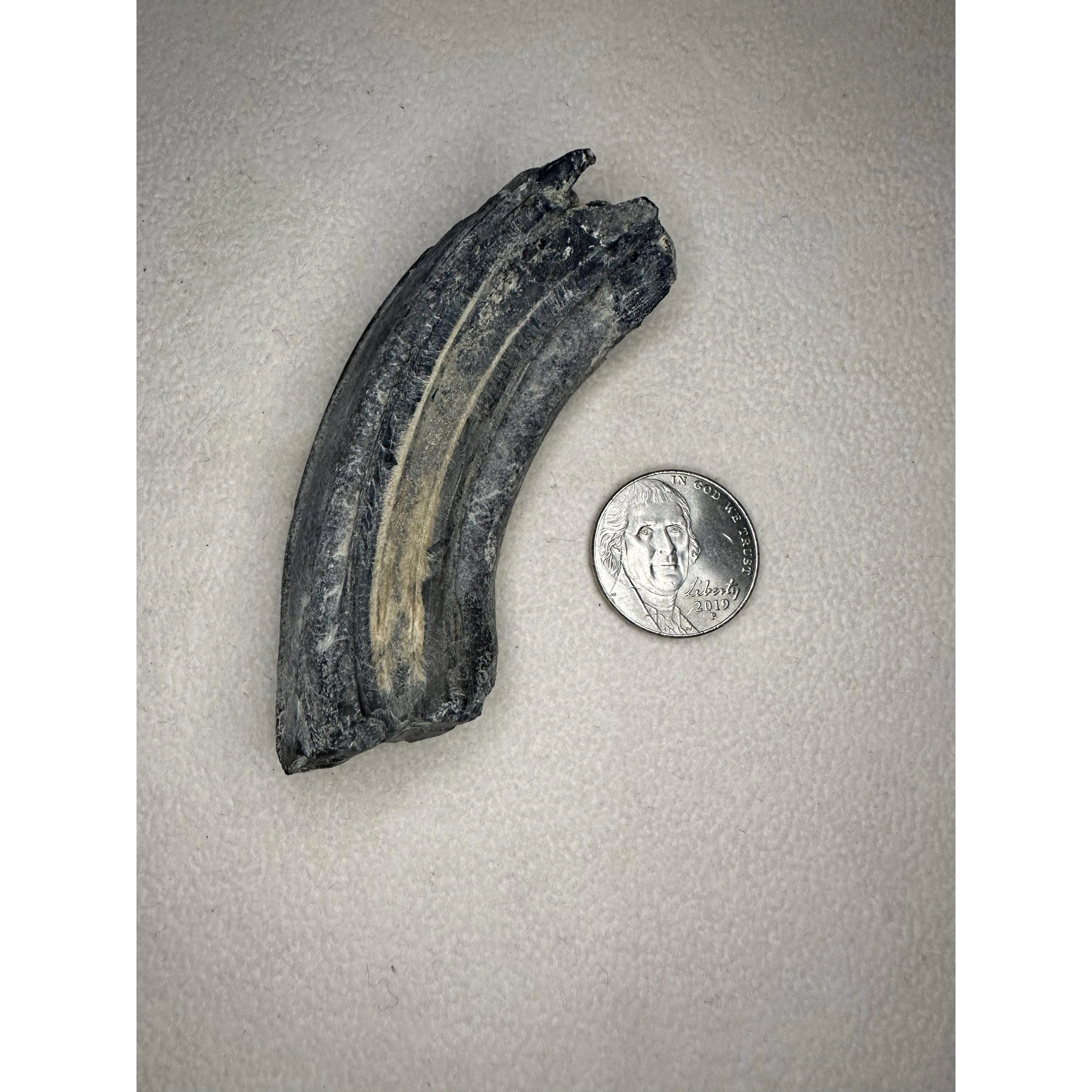 Fossil Horse Tooth – Florida, fine detailed molar Prehistoric Online