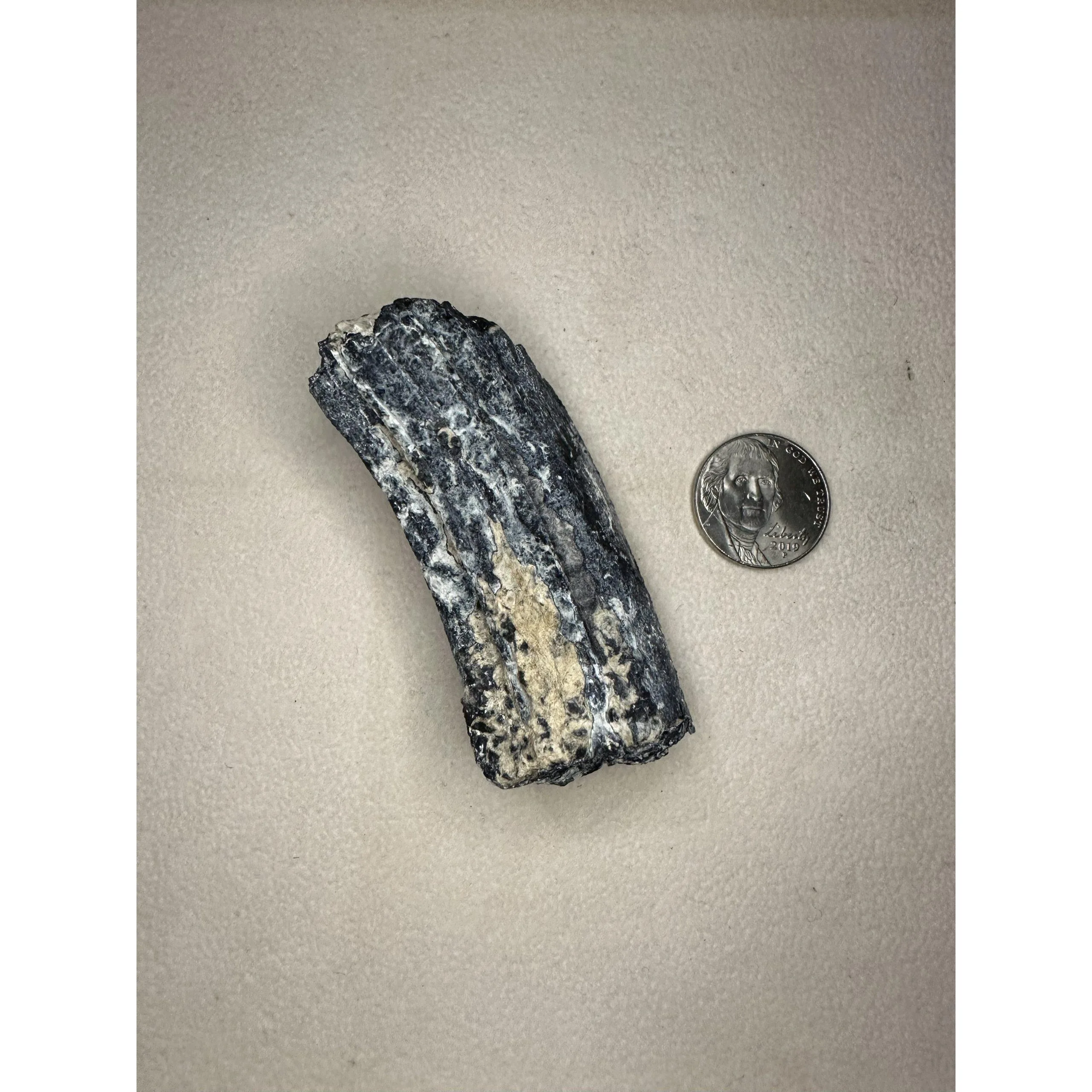 Fossil Horse Tooth – Florida, Heavy calcium molar tooth Prehistoric Online