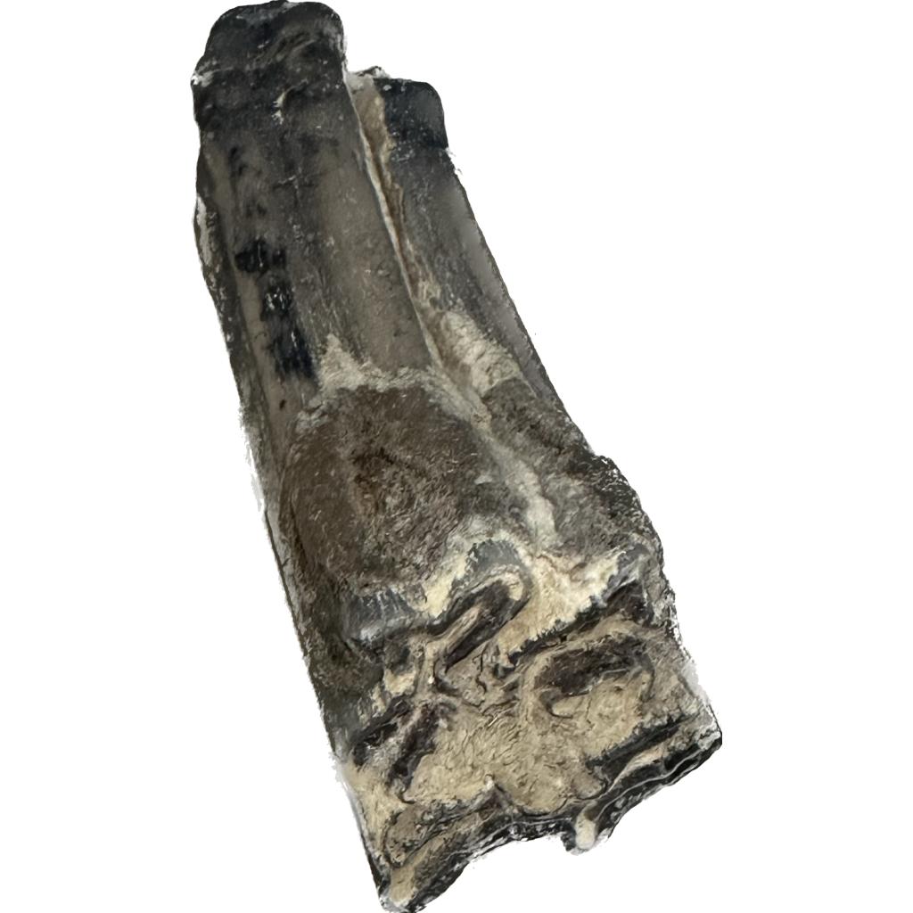 Mesohippus leg bone – South Dakota, beautiful 4 1/2 bone Prehistoric Online