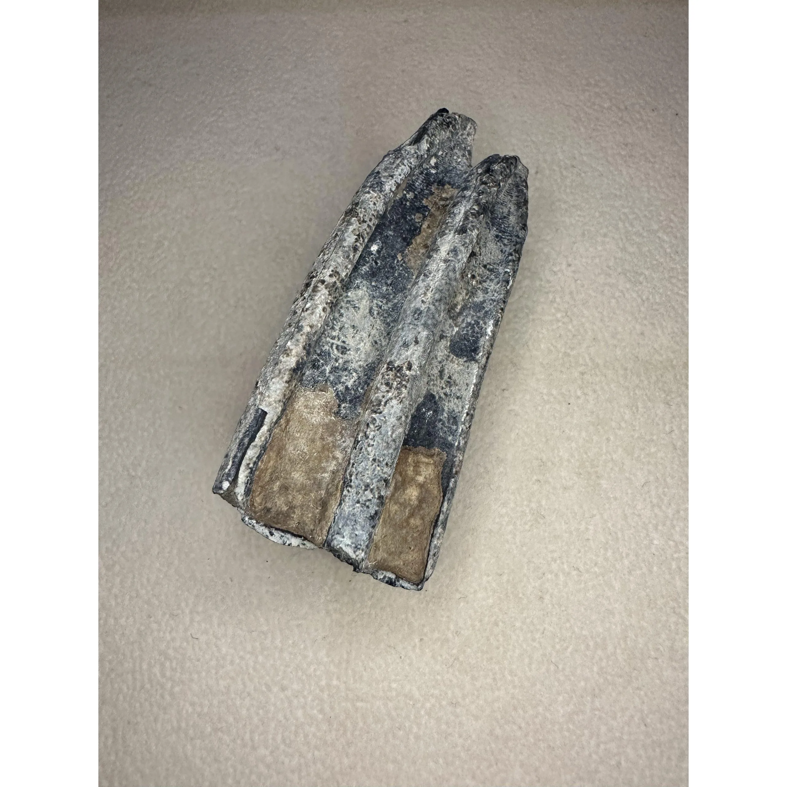 Fossil Horse Tooth – Florida, blue vivianite mineralization Prehistoric Online
