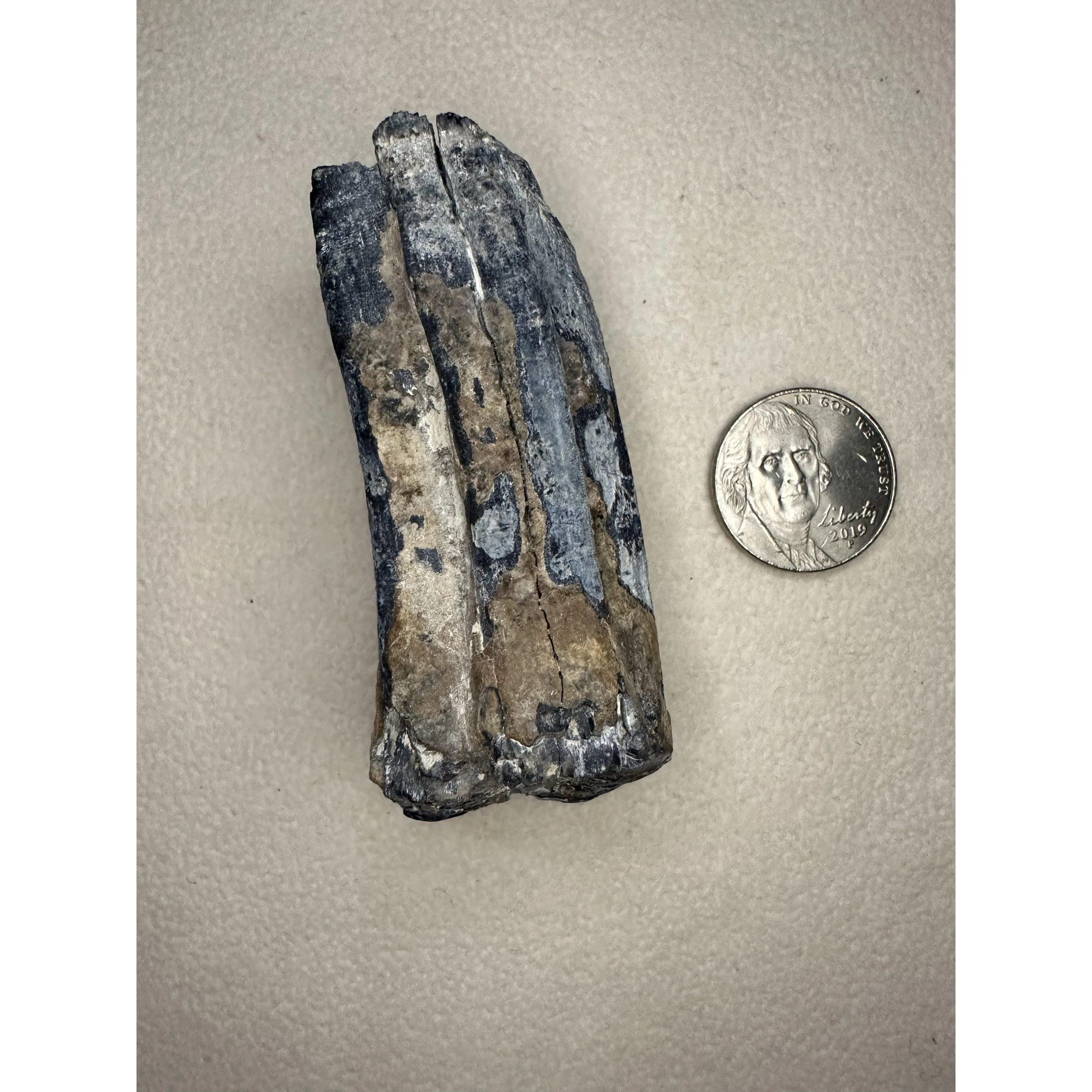 Fossil Horse Tooth – Florida, blue vivianite mineralization Prehistoric Online