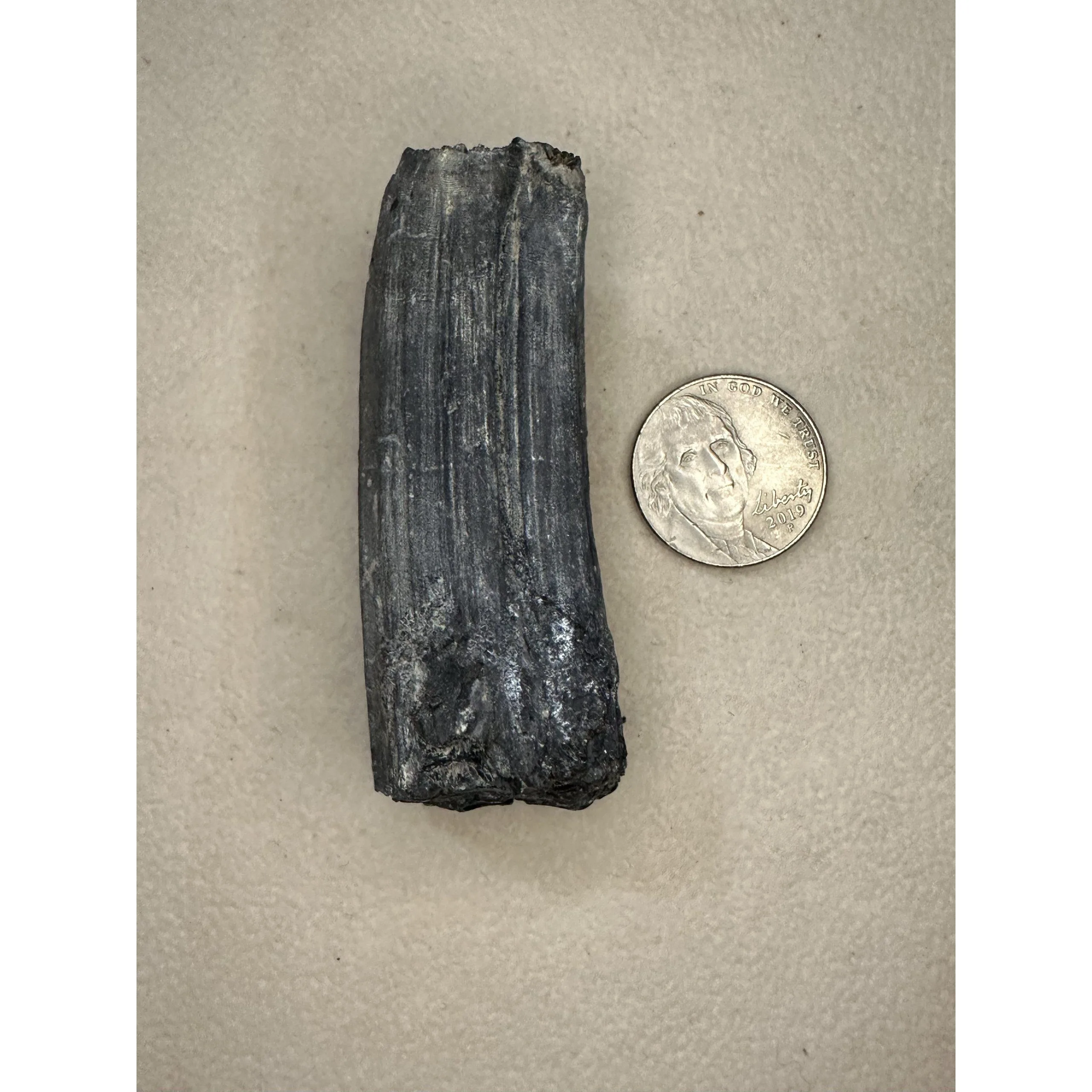 Fossil Horse Tooth – Florida, 3″ Molar, A grade Prehistoric Online