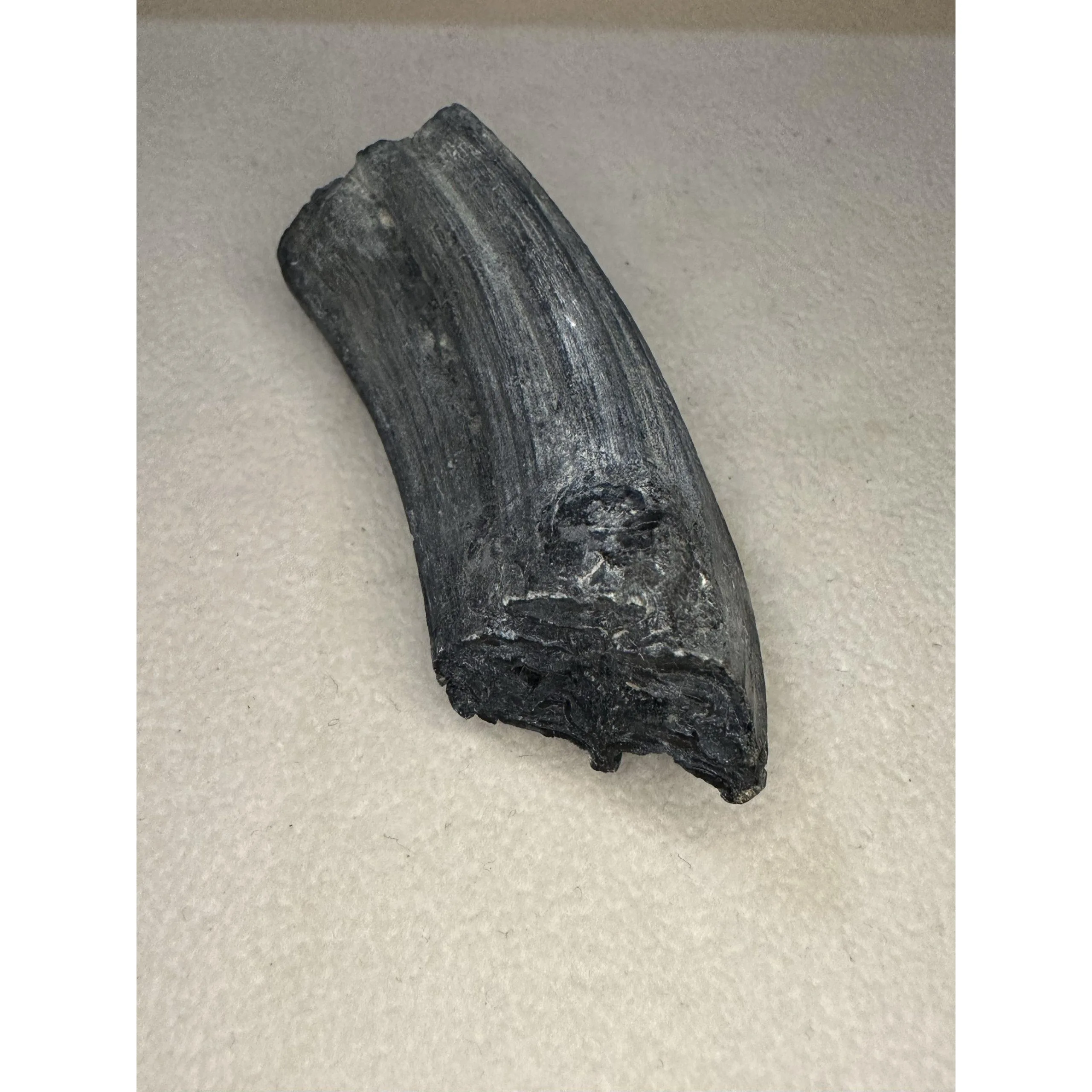 Fossil Horse Tooth – Florida, Molar with great patina Prehistoric Online