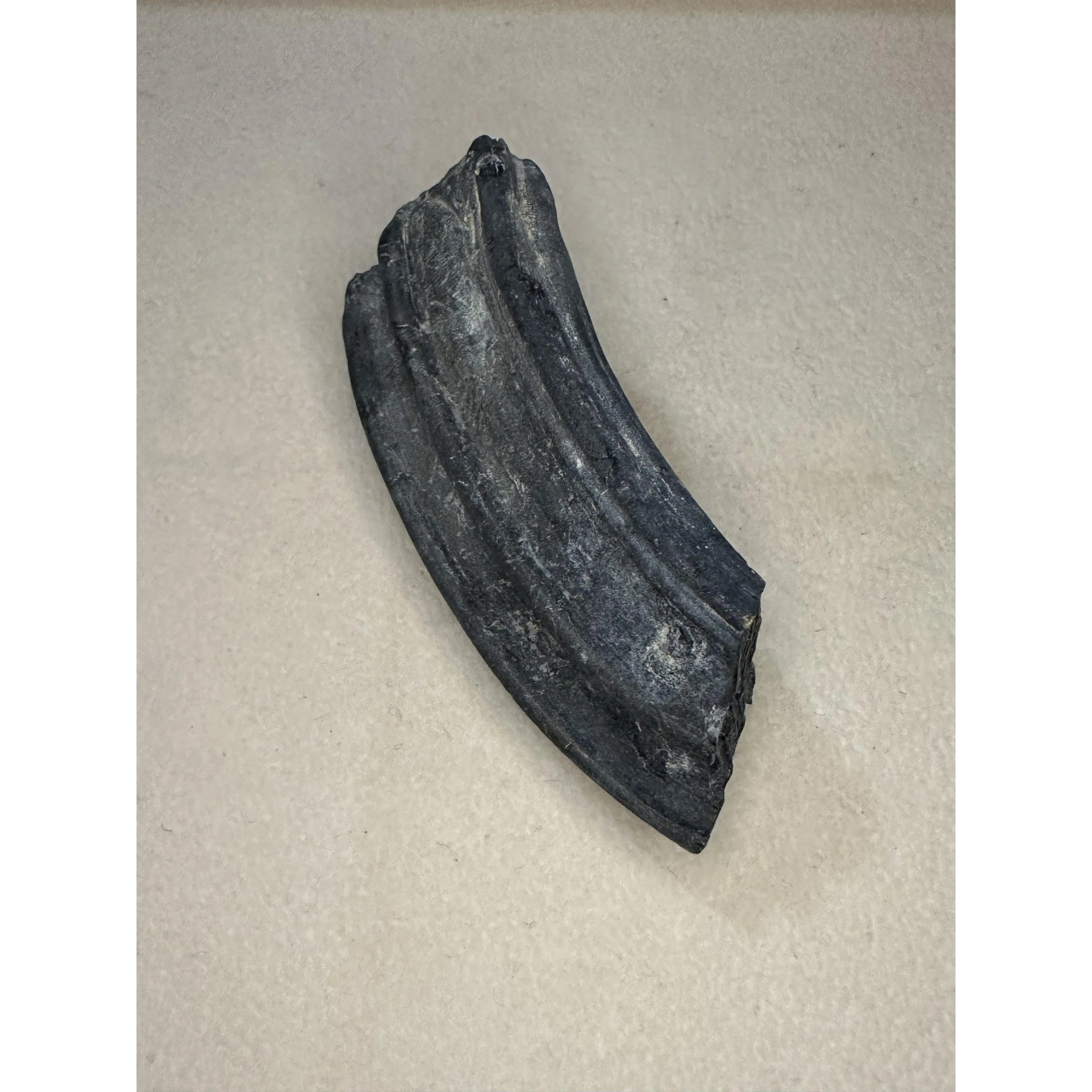 Fossil Horse Tooth – Florida, Molar with great patina Prehistoric Online
