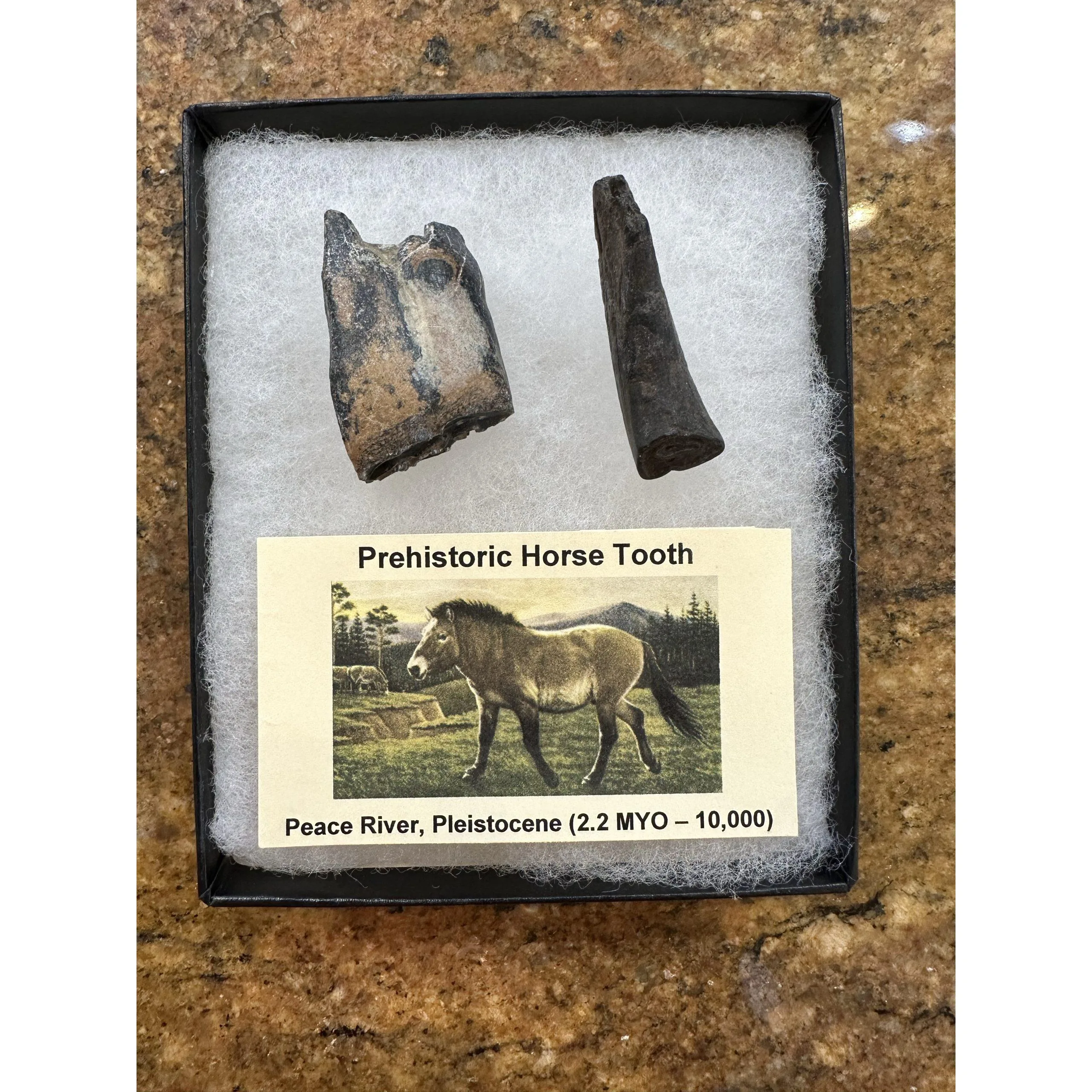 Fossil Horse Teeth – Iceage Molar and front tooth Prehistoric Online
