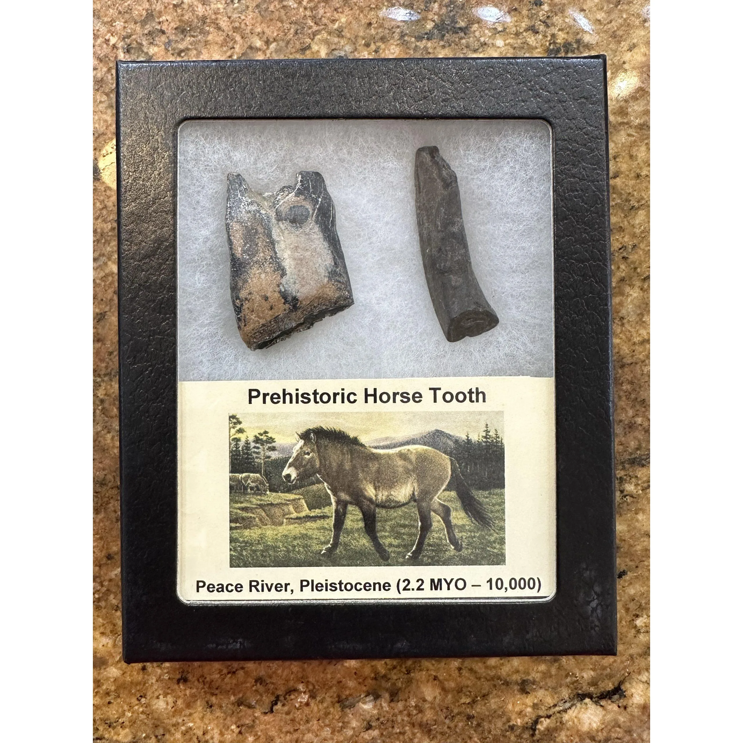 Fossil Horse Teeth – Iceage Molar and front tooth Prehistoric Online