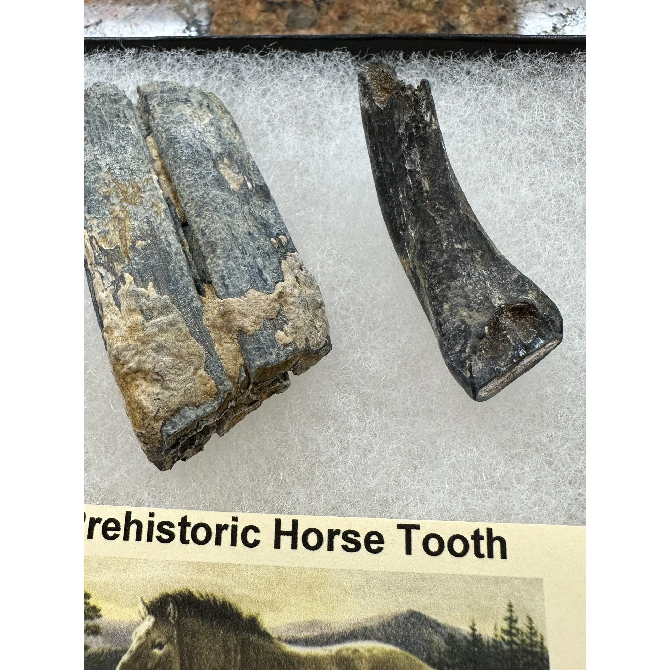 Fossil Horse Teeth – Florida, Beautiful set, Molar and Canine Prehistoric Online