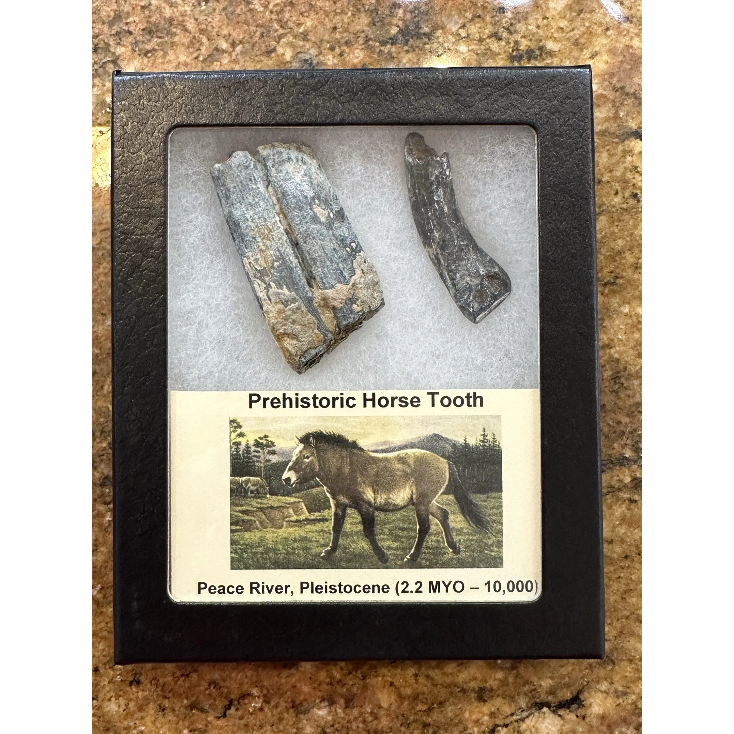 Fossil Horse Teeth – Florida, Beautiful set, Molar and Canine Prehistoric Online