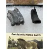 Fossil Horse Teeth – Florida, Molar and Canine set Prehistoric Online