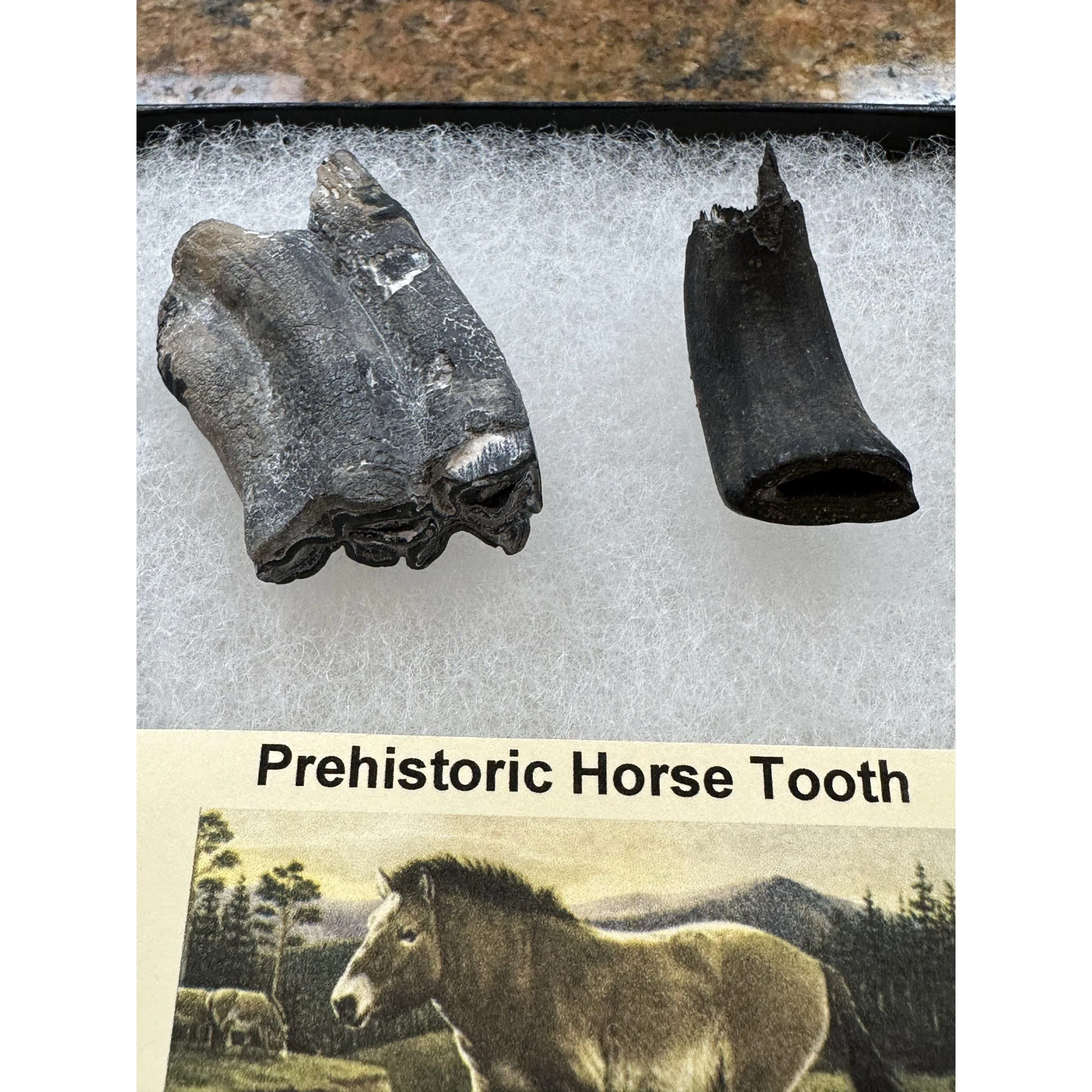 Fossil Horse Teeth – Florida, Molar and Canine set Prehistoric Online
