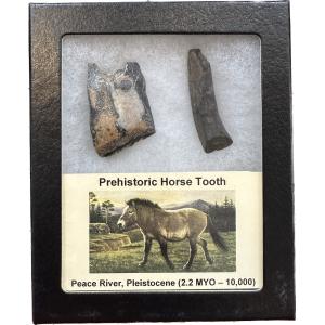 Mesohippus leg bone – South Dakota, beautiful 4 1/2 bone Prehistoric Online