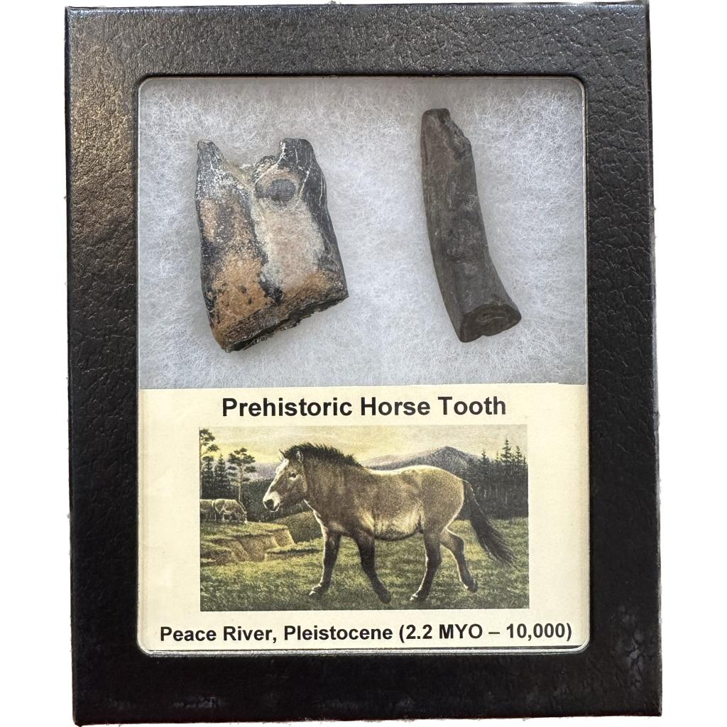 Fossil Horse Tooth – Florida, detailed molar, Iceage Prehistoric Online