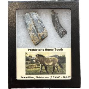 Fossil Horse Tooth – Florida, detailed Molar crown Prehistoric Online