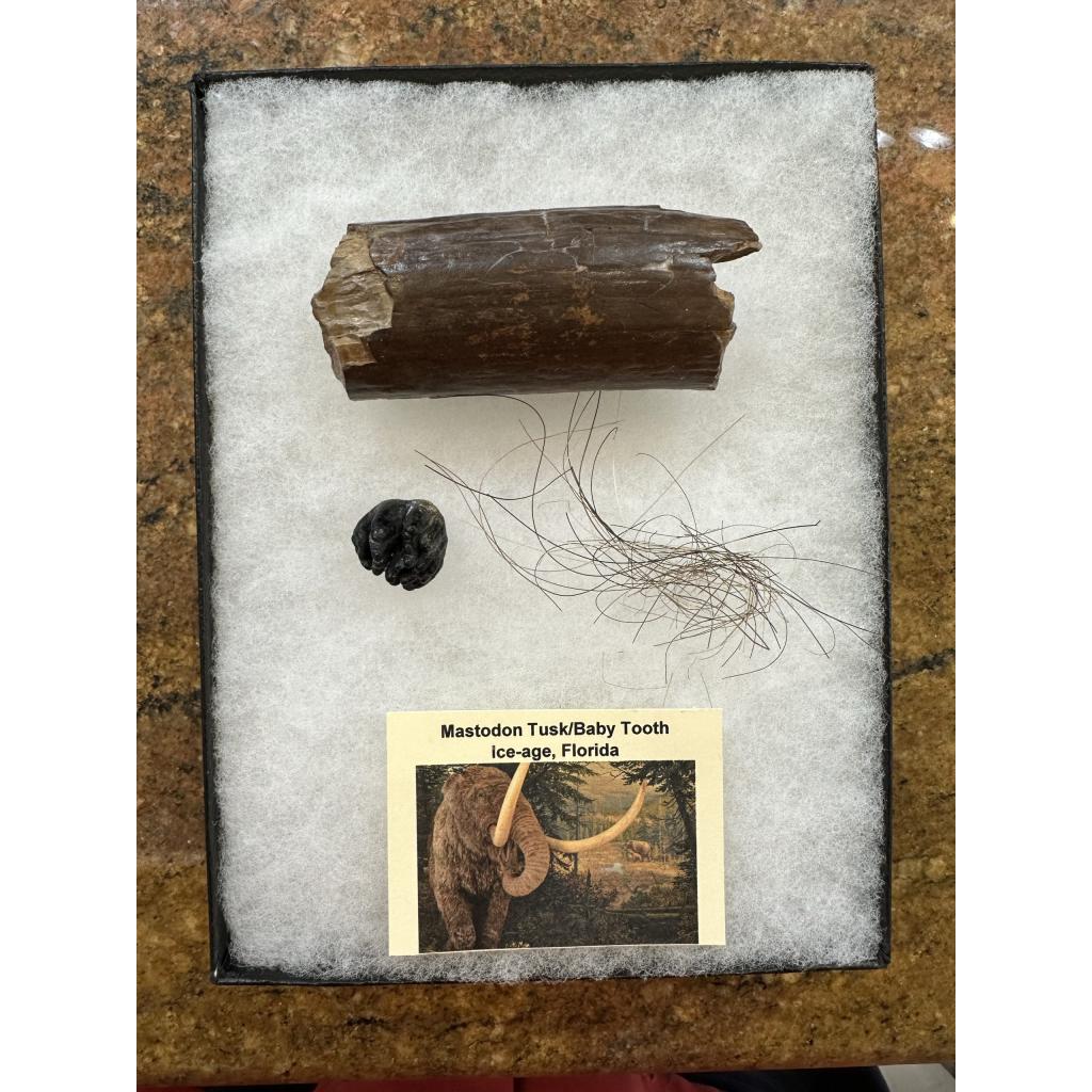 New Mammoth Tusk and Hair Collections