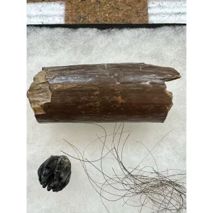 Riker Box Collection- Mastodon Hair/Tusk /Baby Molar Prehistoric Online
