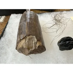 Riker Box Collection- Mastodon Hair/Tusk /Baby Molar Prehistoric Online