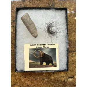 Riker Box Collection- Mammoth Hair/ Baby Tusk Prehistoric Online