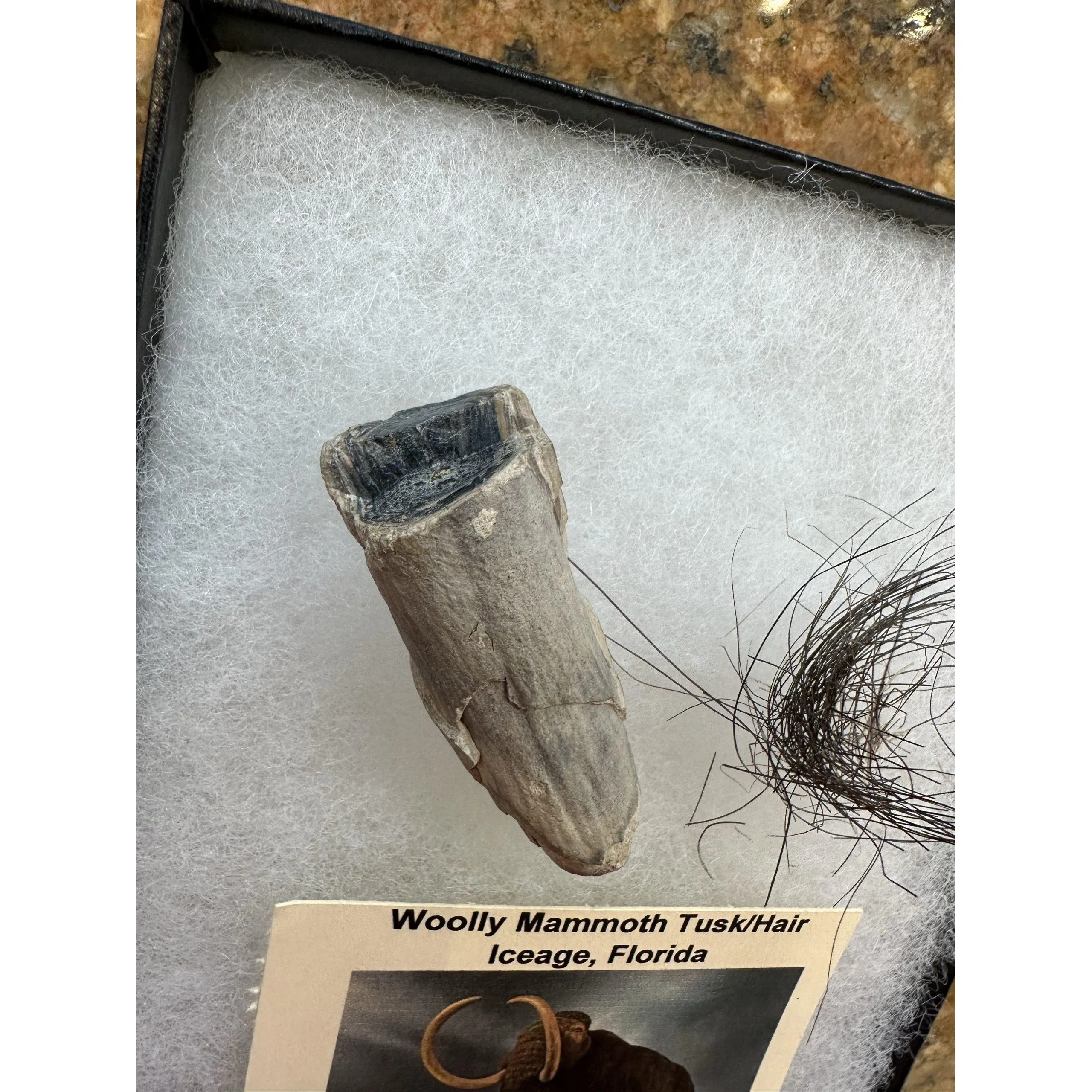 Mammoth Hair/ Baby Tusk in collector box Prehistoric Online
