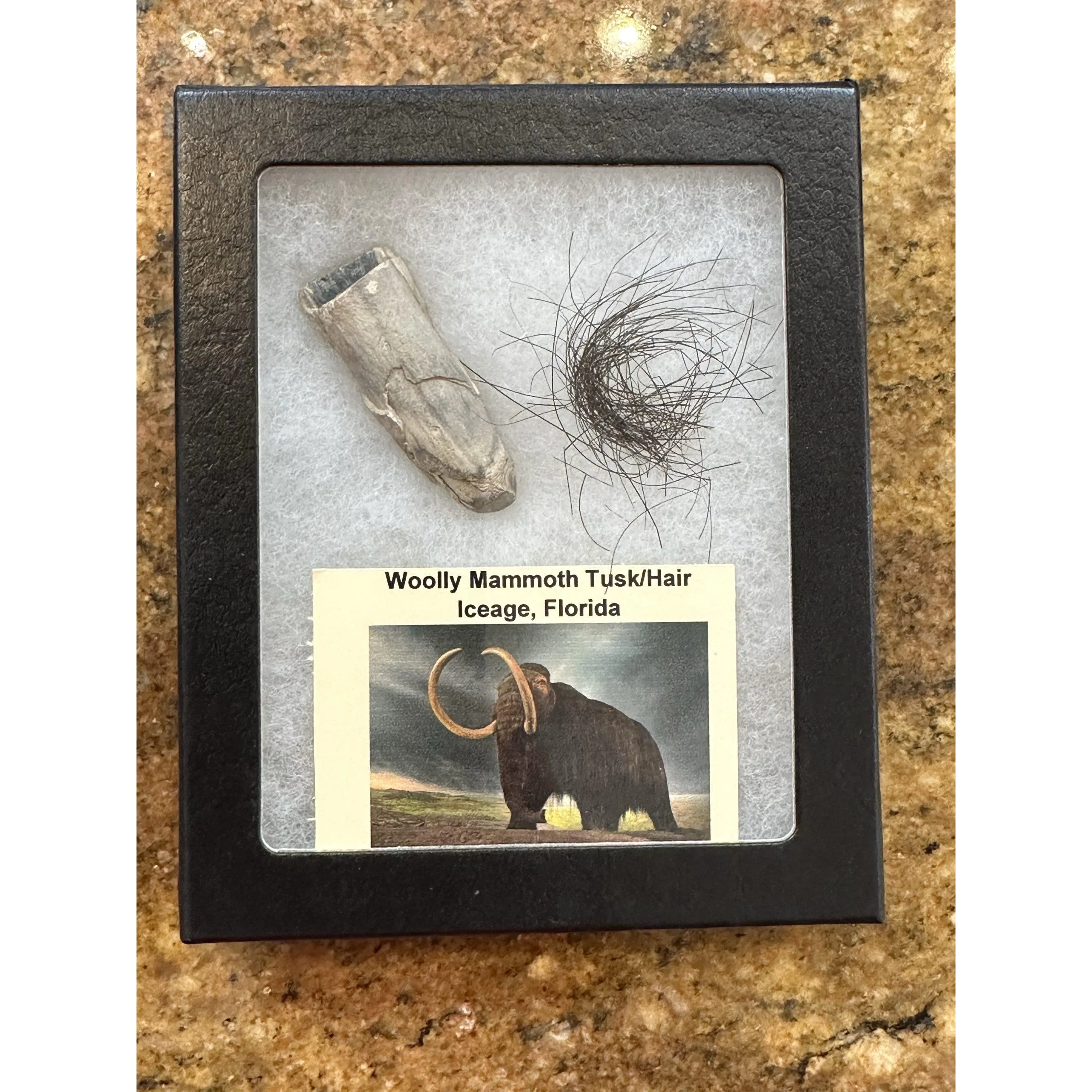 Mammoth Hair/ Baby Tusk in collector box Prehistoric Online