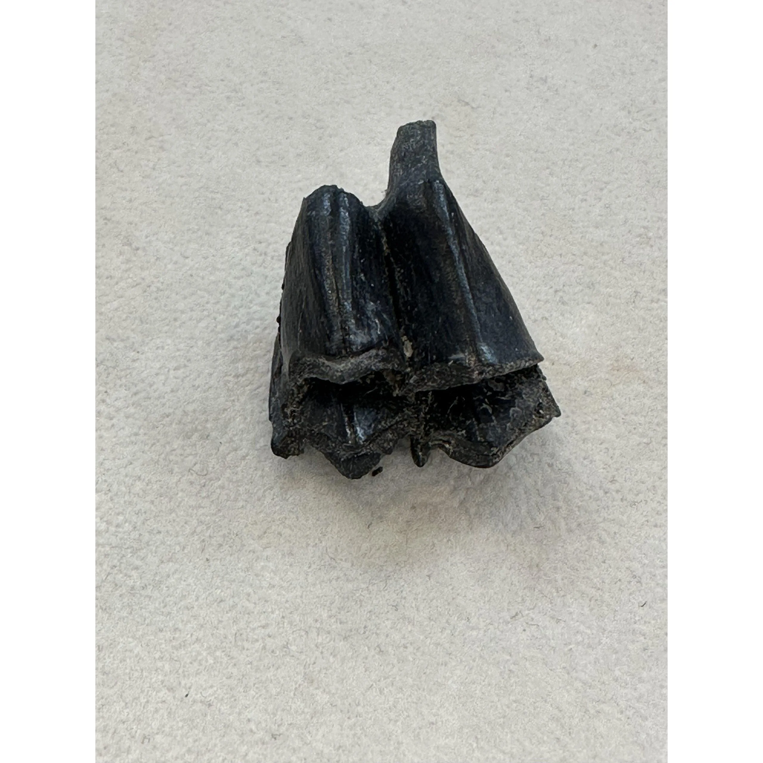 Fossil Camel Tooth – Florida, great iceage specimen Prehistoric Online