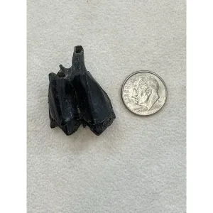 Fossil Camel Tooth – Florida Prehistoric Online