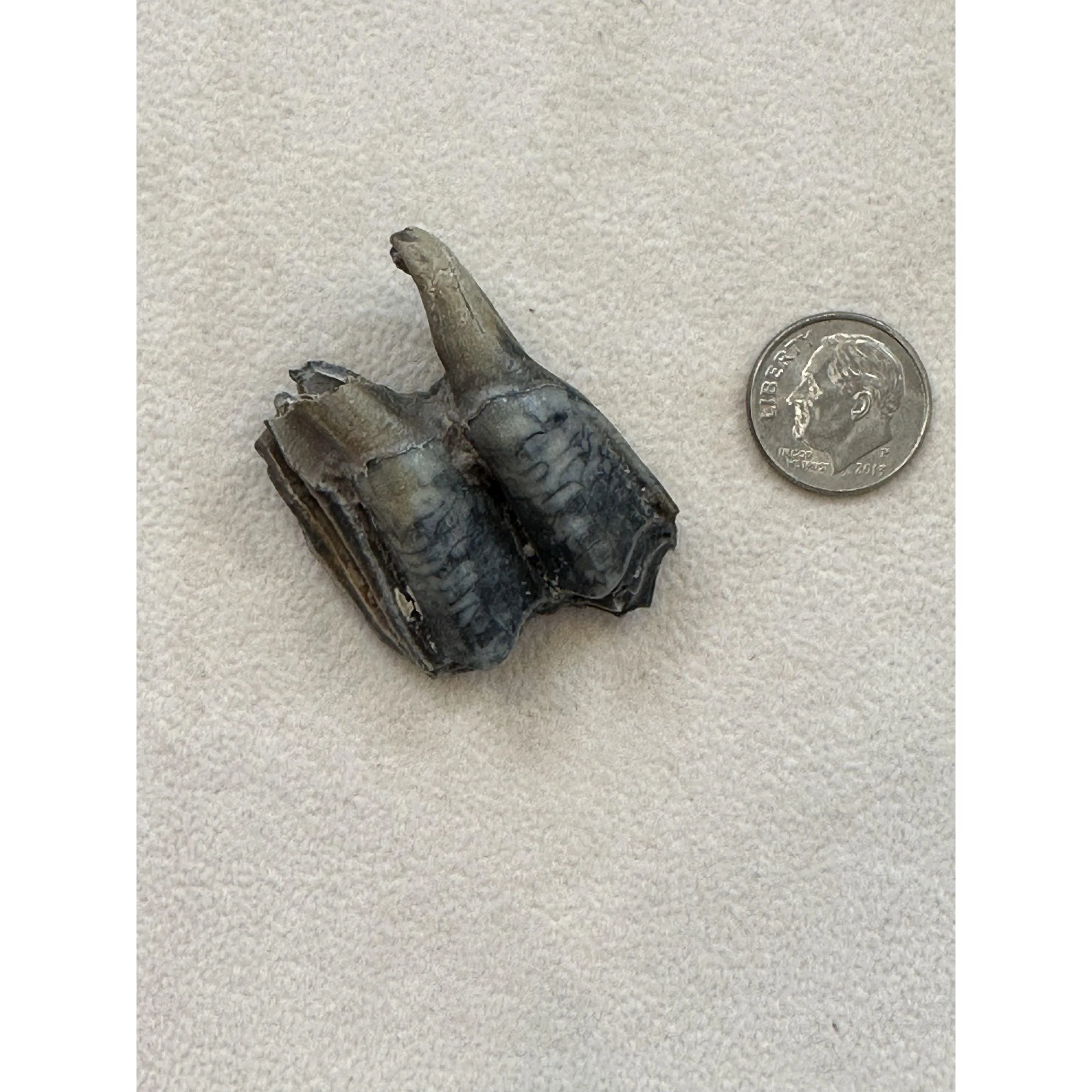 Fossil Camel Tooth – Florida, blue vivianite mineralization Prehistoric Online