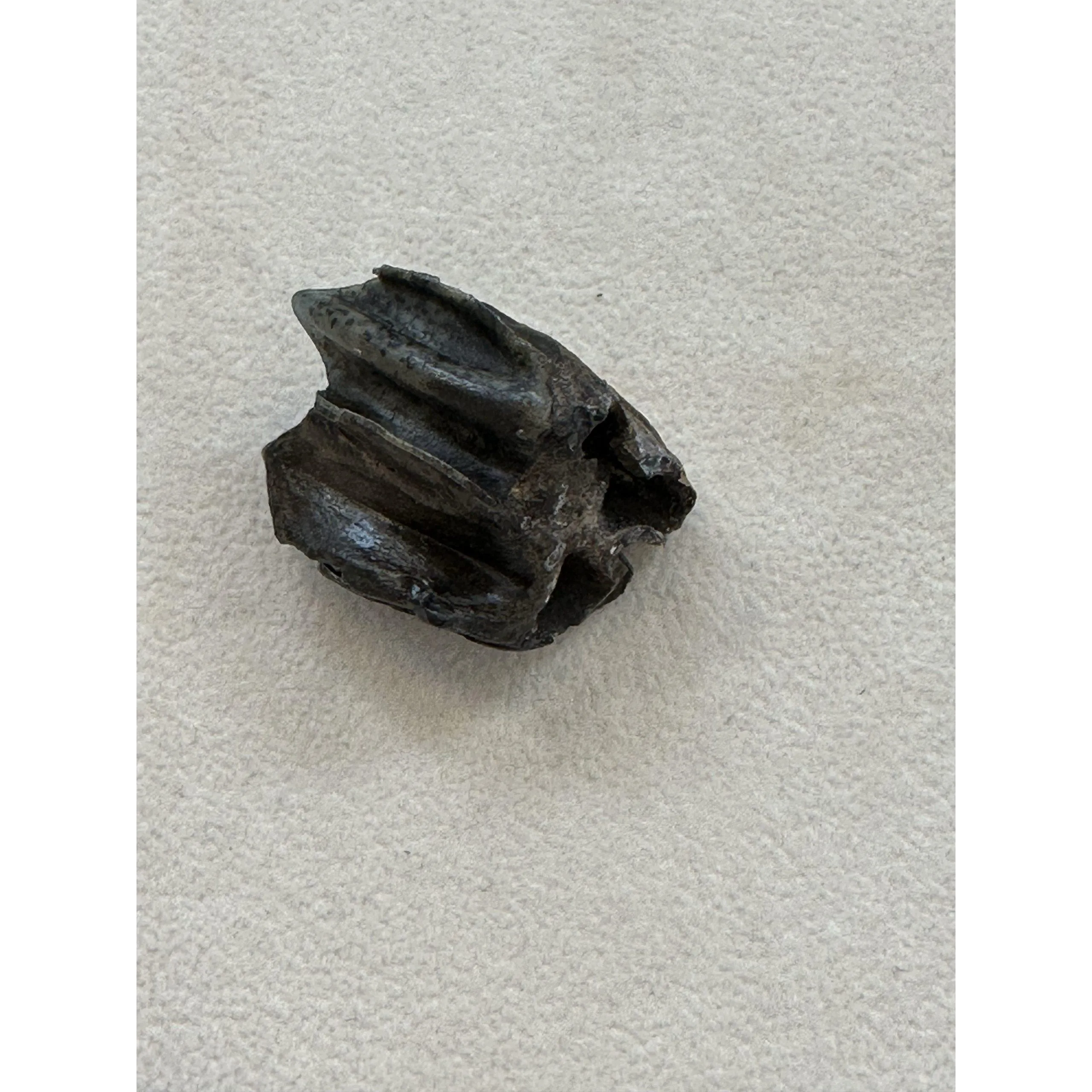 Fossil Camel Tooth – Florida, beautiful light enamel Prehistoric Online