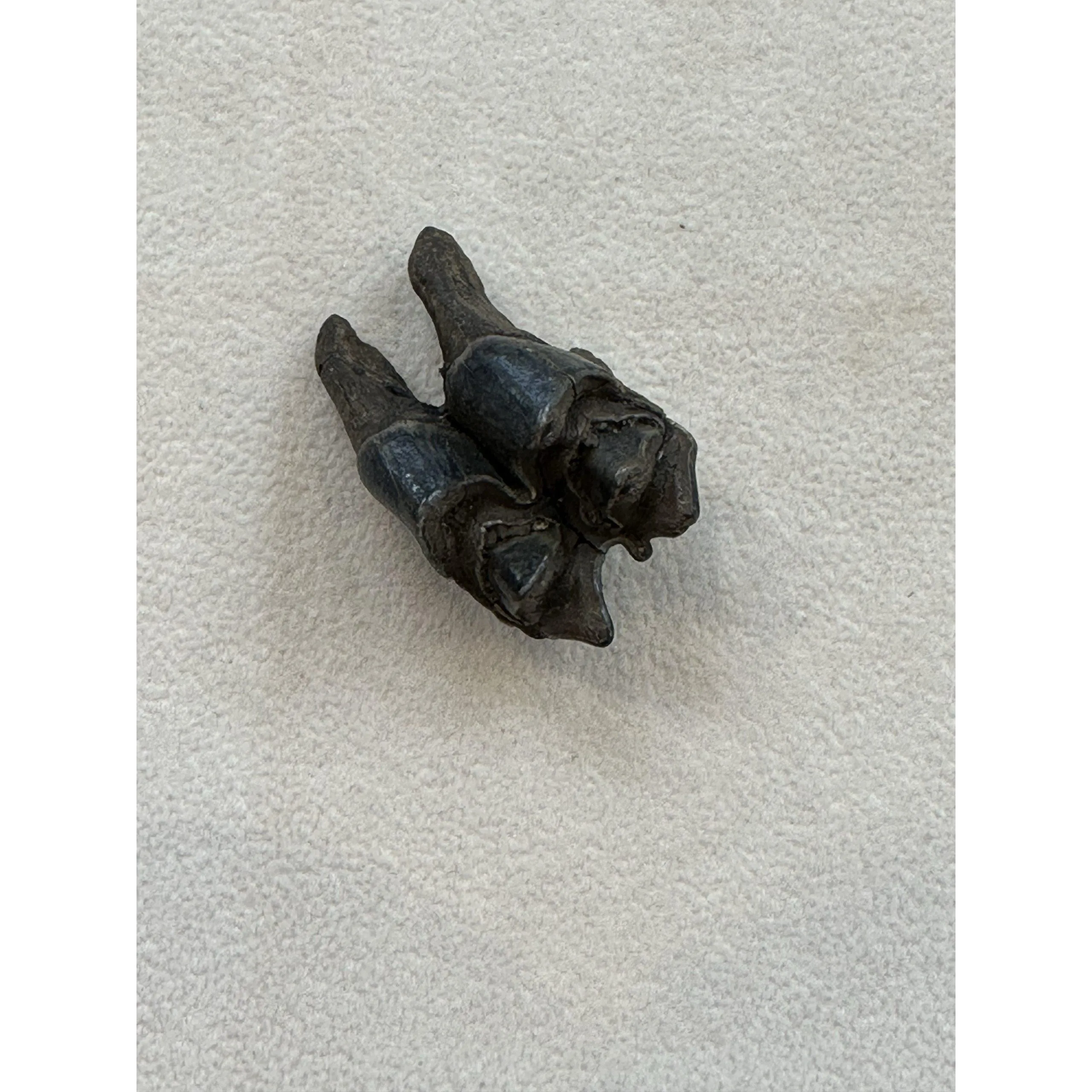 Fossil Camel Tooth – Florida, high grade collector Prehistoric Online