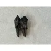 Fossil Camel Tooth – Florida, high grade collector Prehistoric Online