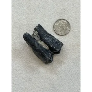 Fossil Camel Tooth – Florida Prehistoric Online