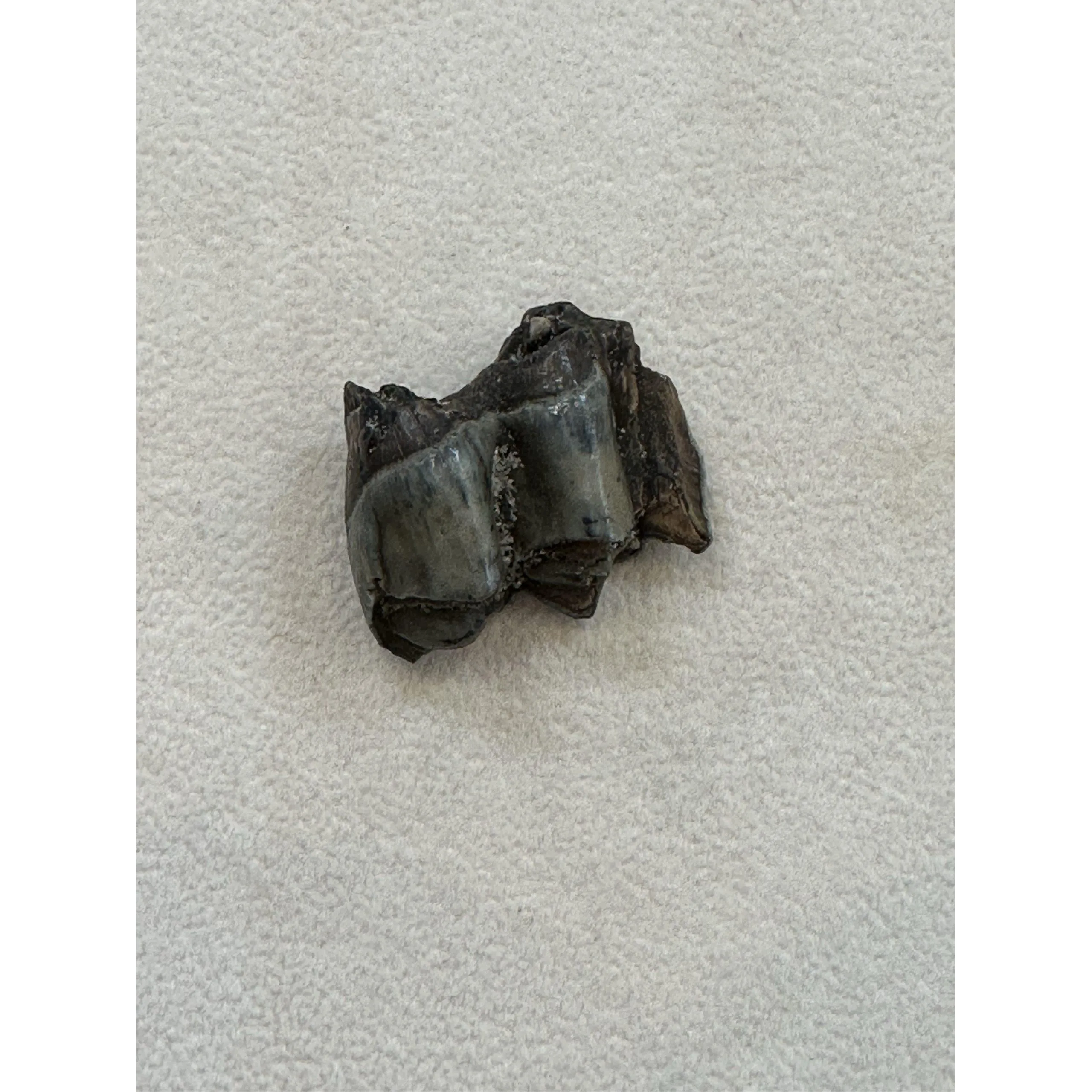 Fossil Camel Tooth – Florida, Pleistocene age Prehistoric Online