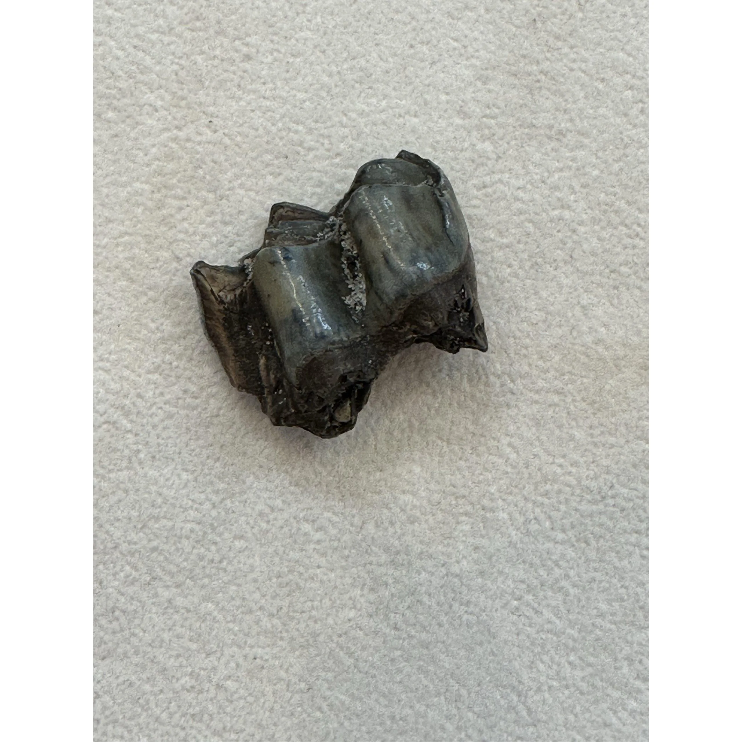 Fossil Camel Tooth – Florida, Pleistocene age Prehistoric Online