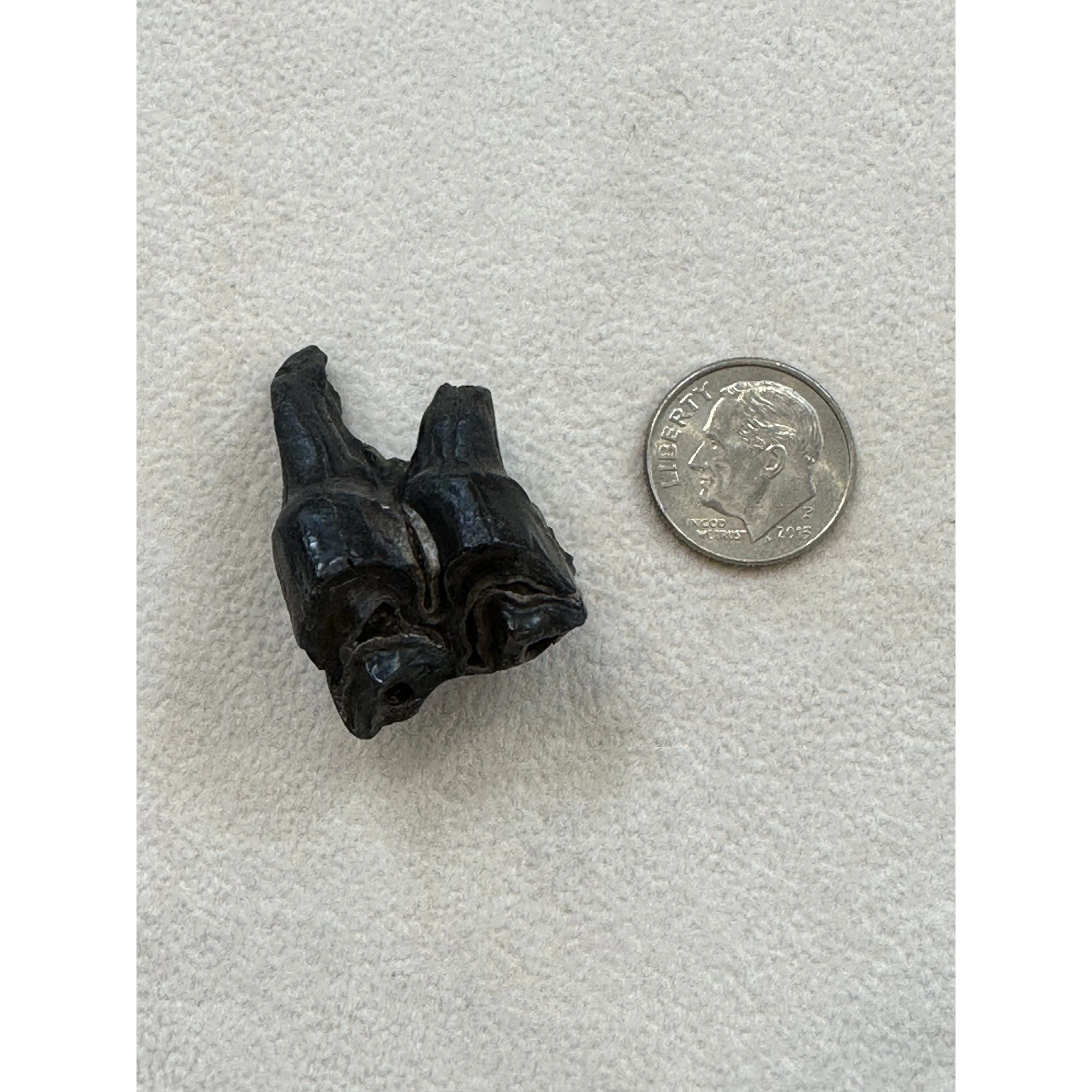 Fossil Camel Tooth – Iceage, complete molar Prehistoric Online