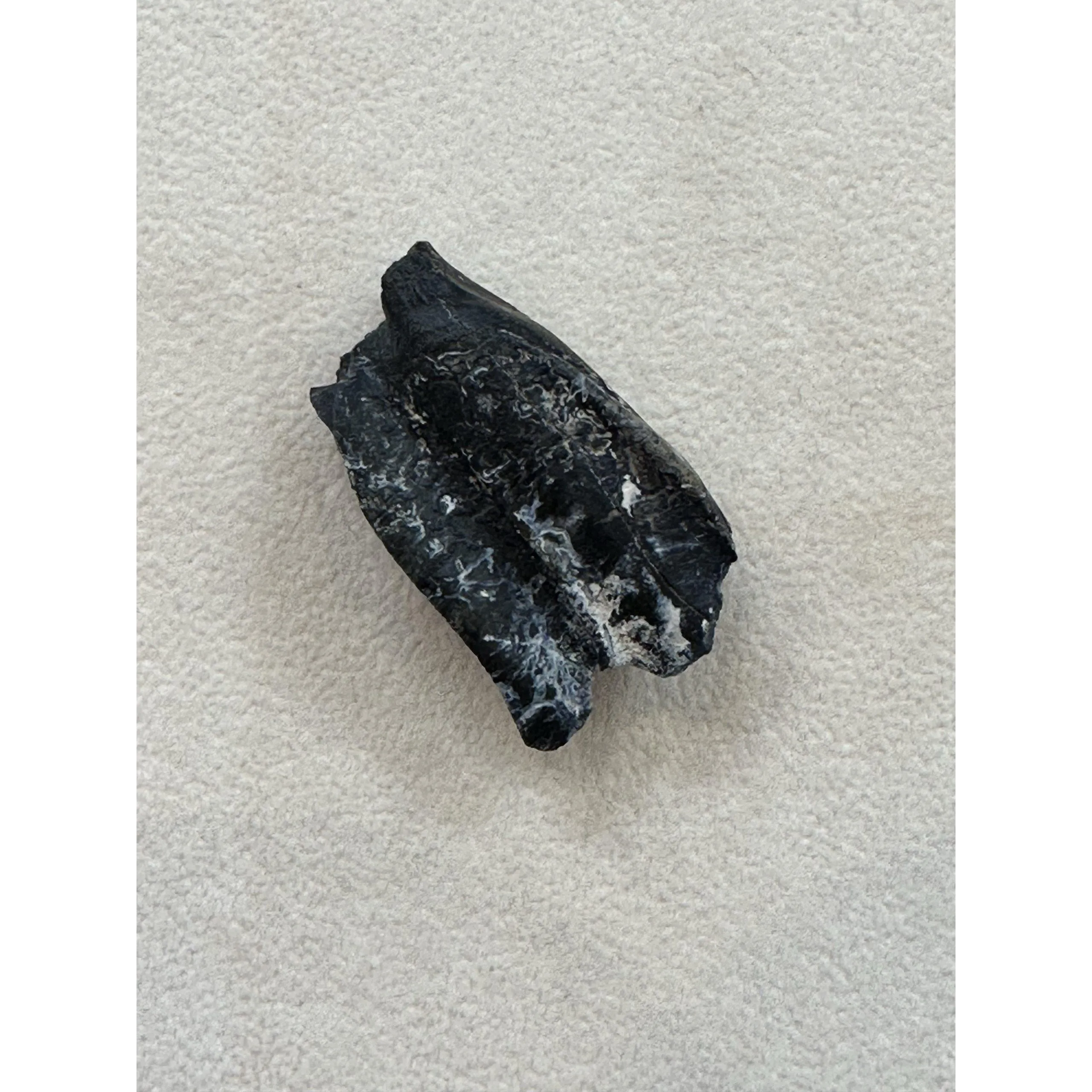 Fossil Camel Tooth – Florida, great preservation Prehistoric Online
