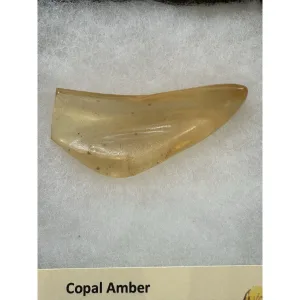 Copal Amber w/ Bugs  Madagascar Prehistoric Online