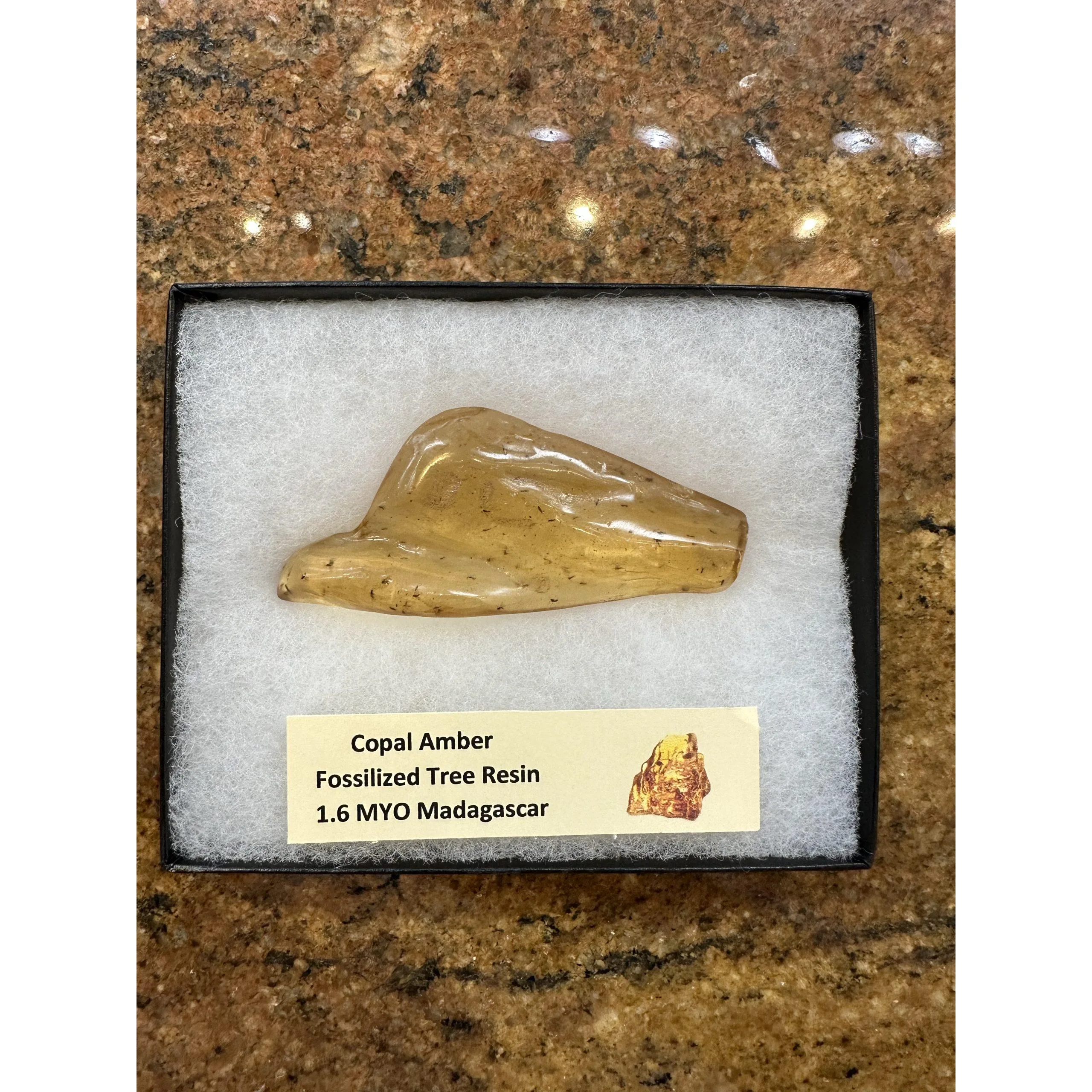 Copal Amber w/ Bugs  Madagascar Prehistoric Online