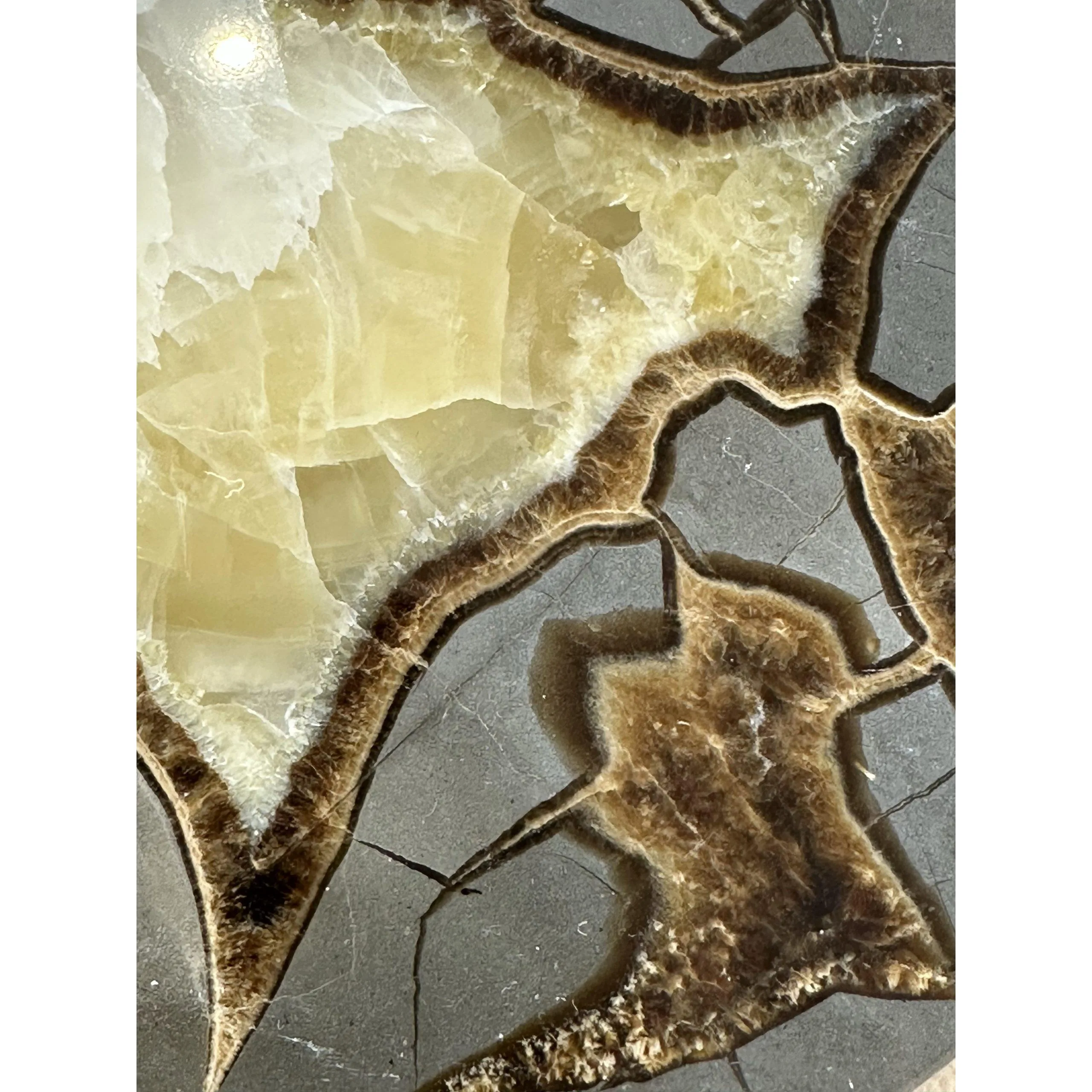 Septarian Slice –  Utah, oval shaped concretion Prehistoric Online