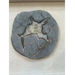 Septarian Slice –  Utah, natures abstract mineral Prehistoric Online
