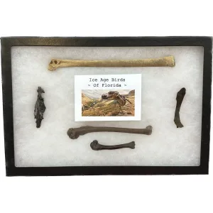 Collector Riker Box- Iceage animals of Florida Prehistoric Online