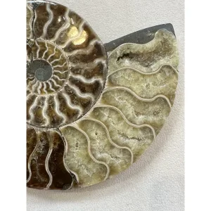 Cleoniceras Cleon Ammonite – 5 1/2″ x 5″ Prehistoric Online