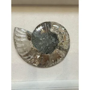 Cleoniceras Cleon Ammonite – 5 1/2″ x 5″ Prehistoric Online