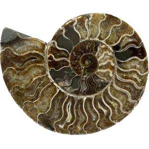 This is a picture of a perfectly cut Cleoniceras Cleon Ammonite.