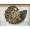 Cleoniceras Cleon Ammonite – 7″ x 6″ Prehistoric Online